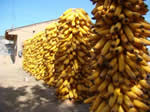 Maize harvested in Xiaozhai village, Linxia County, Gansu